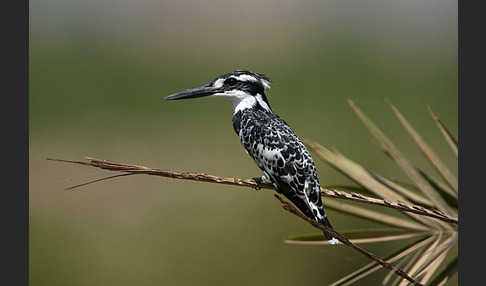 Graufischer (Ceryle rudis)