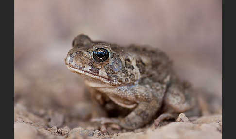 Berberkröte (Bufo mauritanicus)