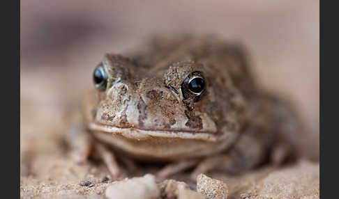 Berberkröte (Bufo mauritanicus)