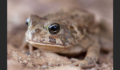 Berberkröte (Bufo mauritanicus)