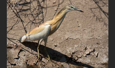 Rallenreiher (Ardeola ralloides)