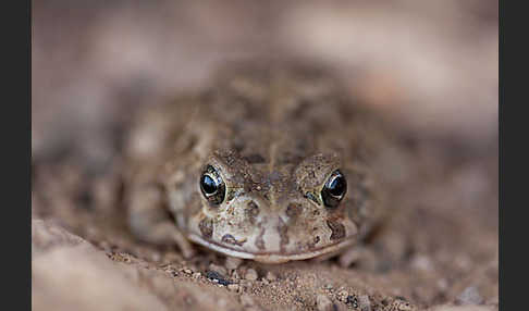 Berberkröte (Bufo mauritanicus)