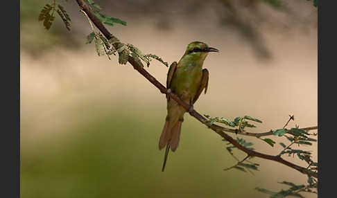 Smaragdspint (Merops orientalis)