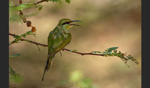 Smaragdspint (Merops orientalis)