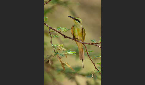 Smaragdspint (Merops orientalis)