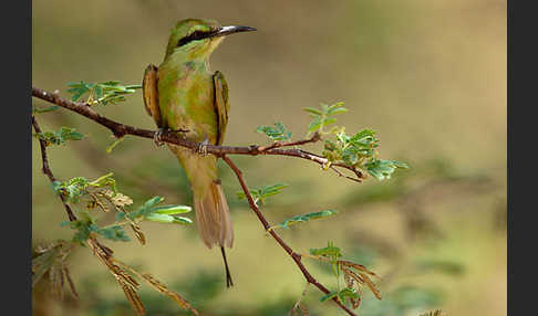 Smaragdspint (Merops orientalis)