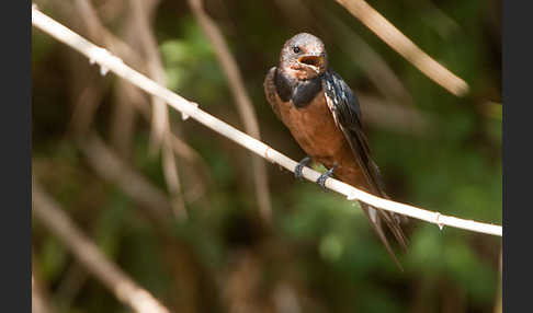 Rauchschwalbe sspec. (Hirundo rustica savignii)