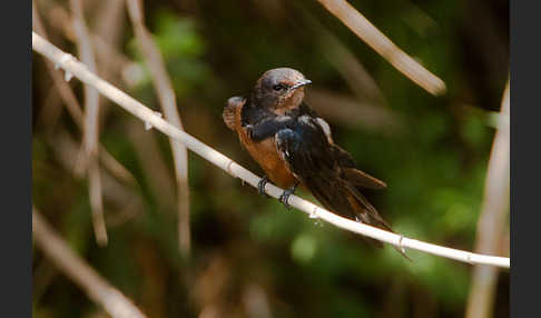 Rauchschwalbe sspec. (Hirundo rustica savignii)