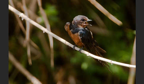 Rauchschwalbe sspec. (Hirundo rustica savignii)