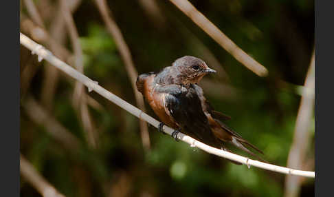 Rauchschwalbe sspec. (Hirundo rustica savignii)