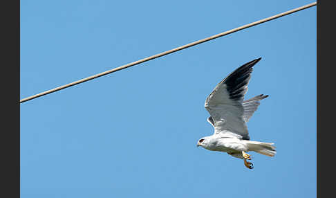 Gleitaar (Elanus caeruleus)