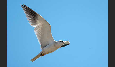 Gleitaar (Elanus caeruleus)