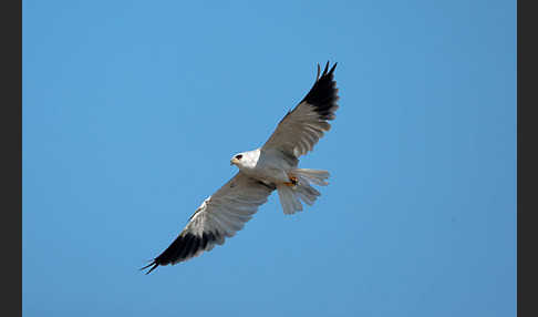 Gleitaar (Elanus caeruleus)