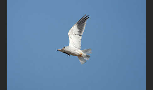 Gleitaar (Elanus caeruleus)