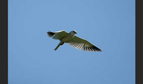 Gleitaar (Elanus caeruleus)