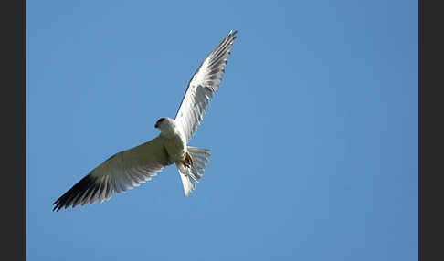 Gleitaar (Elanus caeruleus)