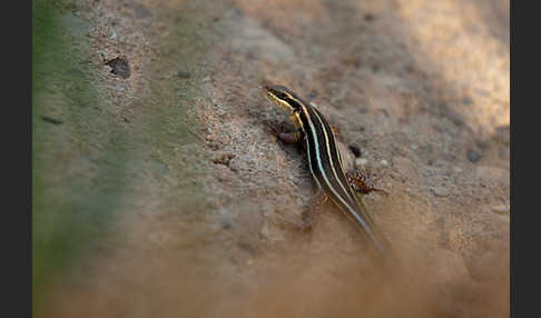 Blauschwanzskink (Mabuya quinquetaeniata)