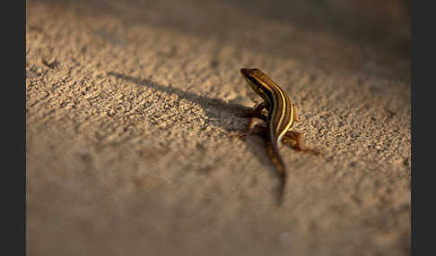 Blauschwanzskink (Mabuya quinquetaeniata)