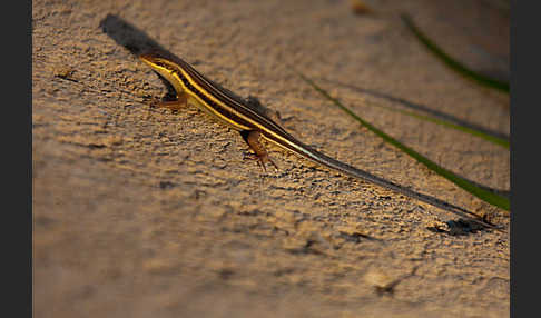 Blauschwanzskink (Mabuya quinquetaeniata)