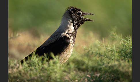 Nebelkrähe (Corvus corone cornix)