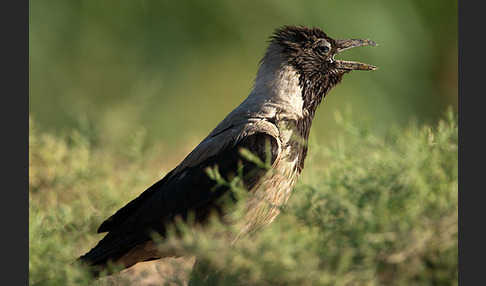 Nebelkrähe (Corvus corone cornix)