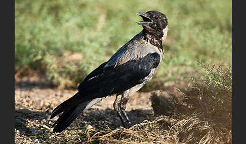 Nebelkrähe (Corvus corone cornix)