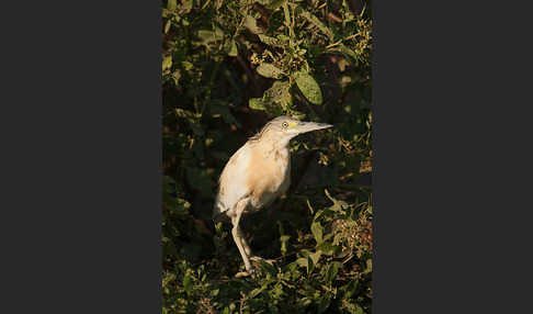 Rallenreiher (Ardeola ralloides)