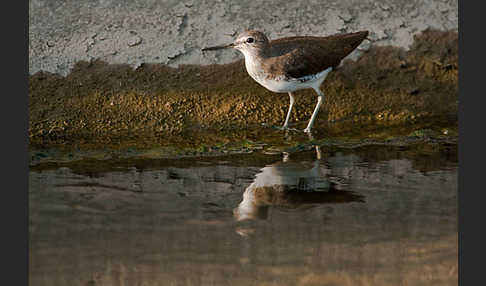 Flußuferläufer (Actitis hypoleucos)