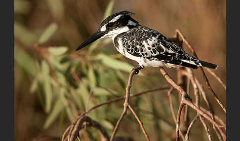 Graufischer (Ceryle rudis)