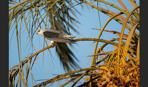 Gleitaar (Elanus caeruleus)