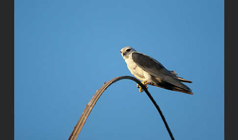 Gleitaar (Elanus caeruleus)