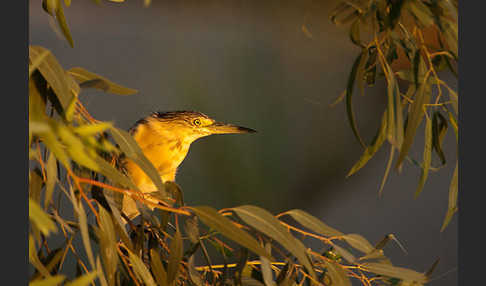 Rallenreiher (Ardeola ralloides)