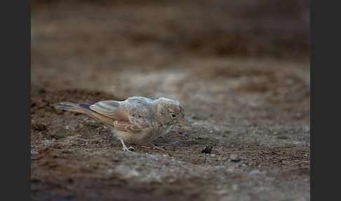 Steinlerche (Ammomanes deserti)