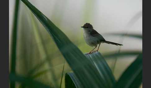 Streifenprinie (Prinia gracilis)