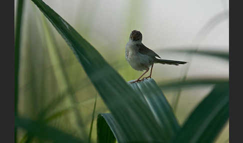 Streifenprinie (Prinia gracilis)