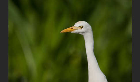 Kuhreiher (Bubulcus ibis)