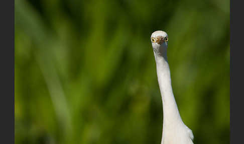 Kuhreiher (Bubulcus ibis)