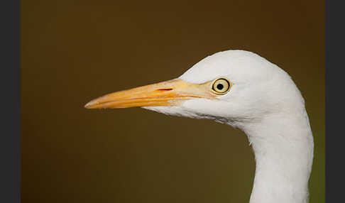 Kuhreiher (Bubulcus ibis)