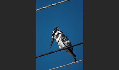 Graufischer (Ceryle rudis)
