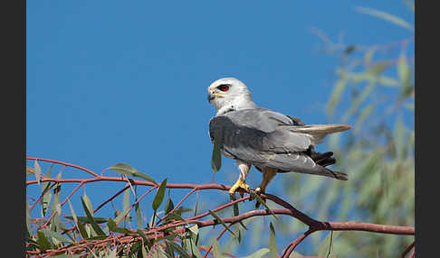 Gleitaar (Elanus caeruleus)