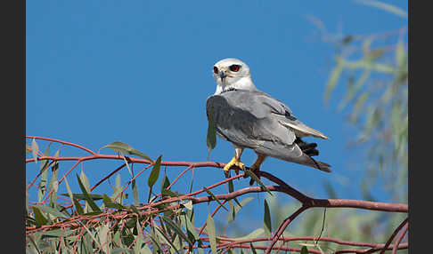 Gleitaar (Elanus caeruleus)