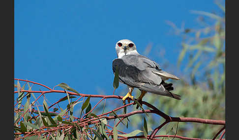 Gleitaar (Elanus caeruleus)