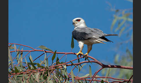 Gleitaar (Elanus caeruleus)