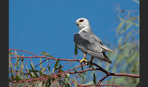 Gleitaar (Elanus caeruleus)