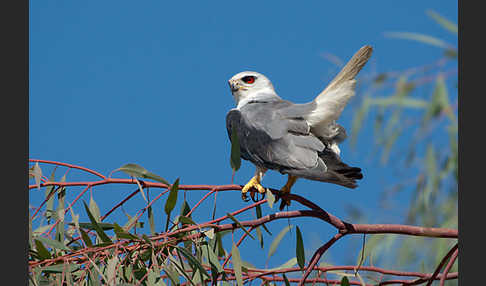 Gleitaar (Elanus caeruleus)