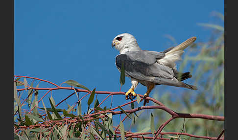 Gleitaar (Elanus caeruleus)