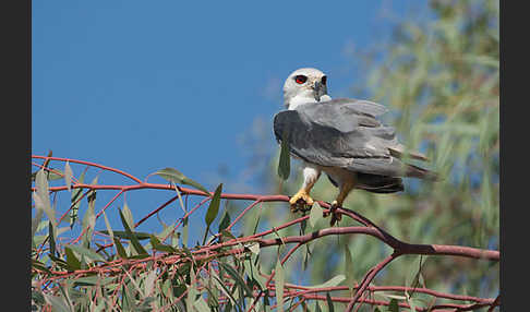 Gleitaar (Elanus caeruleus)