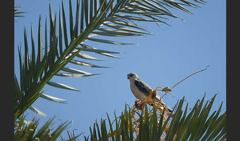 Gleitaar (Elanus caeruleus)