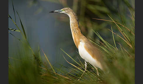 Rallenreiher (Ardeola ralloides)