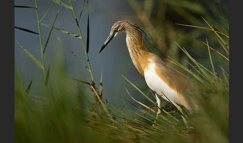 Rallenreiher (Ardeola ralloides)